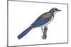 California Scrub Jay (Aphelocoma Californica), Birds-Encyclopaedia Britannica-Mounted Poster