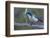 California scrub jay-Ken Archer-Framed Photographic Print