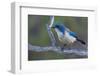 California scrub jay-Ken Archer-Framed Photographic Print