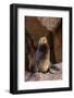 California Sea Lion Bull (Zalophus Californianus) Hauled Out at Los Islotes-Michael Nolan-Framed Photographic Print