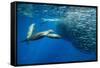 California sea lion feeding on Sardine bait ball, Mexico-Franco Banfi-Framed Stretched Canvas