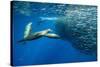 California sea lion feeding on Sardine bait ball, Mexico-Franco Banfi-Stretched Canvas