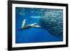 California sea lion feeding on Sardine bait ball, Mexico-Franco Banfi-Framed Photographic Print