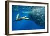 California sea lion feeding on Sardine bait ball, Mexico-Franco Banfi-Framed Photographic Print