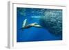 California sea lion feeding on Sardine bait ball, Mexico-Franco Banfi-Framed Photographic Print