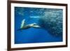 California sea lion feeding on Sardine bait ball, Mexico-Franco Banfi-Framed Photographic Print