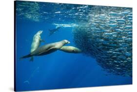 California sea lion feeding on Sardine bait ball, Mexico-Franco Banfi-Stretched Canvas