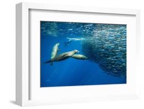 California sea lion feeding on Sardine bait ball, Mexico-Franco Banfi-Framed Photographic Print