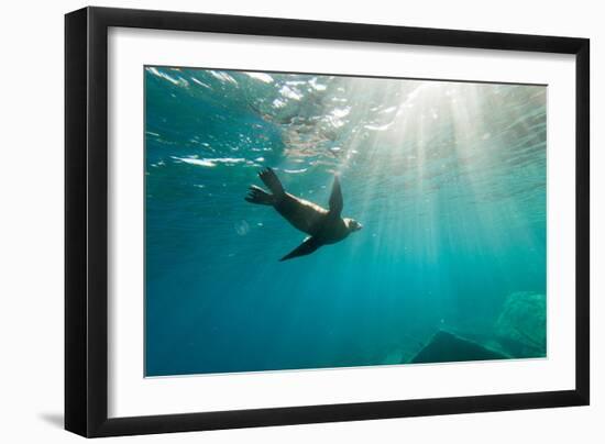 California Sea Lion Los Islotes, Baja California, Mexico-Renato Granieri-Framed Premium Photographic Print