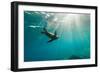 California Sea Lion Los Islotes, Baja California, Mexico-Renato Granieri-Framed Premium Photographic Print