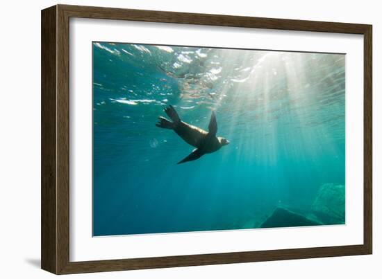 California Sea Lion Los Islotes, Baja California, Mexico-Renato Granieri-Framed Photographic Print