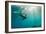 California Sea Lion Los Islotes, Baja California, Mexico-Renato Granieri-Framed Photographic Print