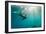 California Sea Lion Los Islotes, Baja California, Mexico-Renato Granieri-Framed Photographic Print