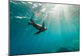 California Sea Lion Los Islotes, Baja California, Mexico-Renato Granieri-Mounted Photographic Print