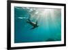 California Sea Lion Los Islotes, Baja California, Mexico-Renato Granieri-Framed Photographic Print