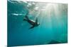 California Sea Lion Los Islotes, Baja California, Mexico-Renato Granieri-Mounted Photographic Print