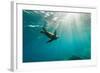 California Sea Lion Los Islotes, Baja California, Mexico-Renato Granieri-Framed Photographic Print