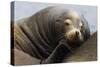 California Sea Lion Resting-Ken Archer-Stretched Canvas