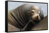 California Sea Lion Resting-Ken Archer-Framed Stretched Canvas