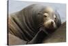 California Sea Lion Resting-Ken Archer-Stretched Canvas