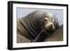 California Sea Lion Resting-Ken Archer-Framed Photographic Print