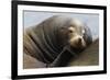 California Sea Lion Resting-Ken Archer-Framed Photographic Print