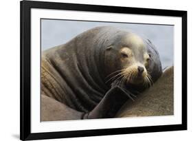 California Sea Lion Resting-Ken Archer-Framed Photographic Print