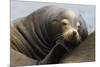 California Sea Lion Resting-Ken Archer-Mounted Photographic Print