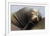 California Sea Lion Resting-Ken Archer-Framed Photographic Print