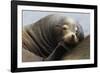 California Sea Lion Resting-Ken Archer-Framed Photographic Print