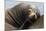 California Sea Lion Resting-Ken Archer-Mounted Photographic Print