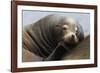 California Sea Lion Resting-Ken Archer-Framed Photographic Print