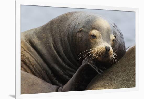 California Sea Lion Resting-Ken Archer-Framed Photographic Print