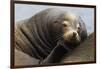 California Sea Lion Resting-Ken Archer-Framed Photographic Print