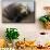 California Sea Lion Resting-Ken Archer-Mounted Premium Photographic Print displayed on a wall