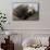 California Sea Lion Resting-Ken Archer-Mounted Premium Photographic Print displayed on a wall