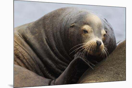 California Sea Lion Resting-Ken Archer-Mounted Premium Photographic Print