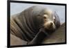 California Sea Lion Resting-Ken Archer-Framed Premium Photographic Print