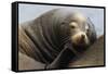 California Sea Lion Resting-Ken Archer-Framed Stretched Canvas