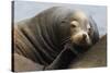 California Sea Lion Resting-Ken Archer-Stretched Canvas