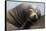 California Sea Lion Resting-Ken Archer-Framed Stretched Canvas