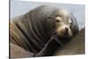 California Sea Lion Resting-Ken Archer-Stretched Canvas