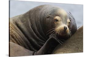 California Sea Lion Resting-Ken Archer-Stretched Canvas