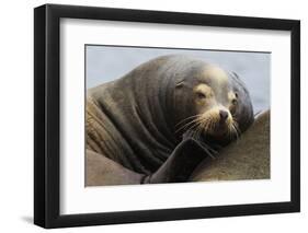 California Sea Lion Resting-Ken Archer-Framed Premium Photographic Print