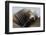 California Sea Lion Resting-Ken Archer-Framed Premium Photographic Print