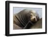 California Sea Lion Resting-Ken Archer-Framed Premium Photographic Print