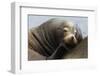 California Sea Lion Resting-Ken Archer-Framed Premium Photographic Print