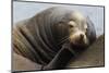 California Sea Lion Resting-Ken Archer-Mounted Premium Photographic Print