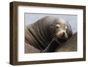 California Sea Lion Resting-Ken Archer-Framed Photographic Print