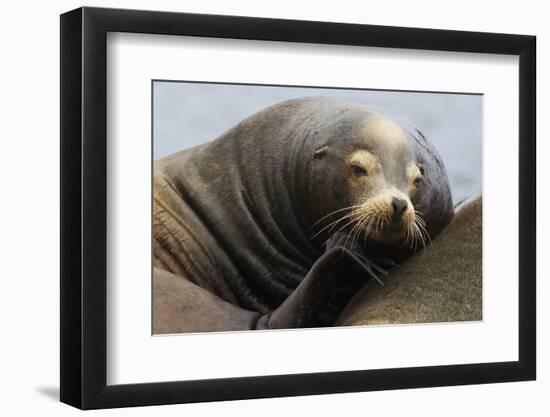 California Sea Lion Resting-Ken Archer-Framed Photographic Print